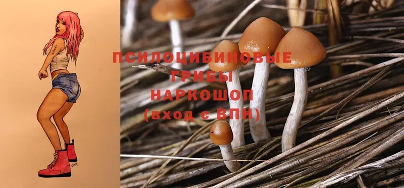 купить закладку  Нижнеудинск  KRAKEN как войти  Галлюциногенные грибы Psilocybe 